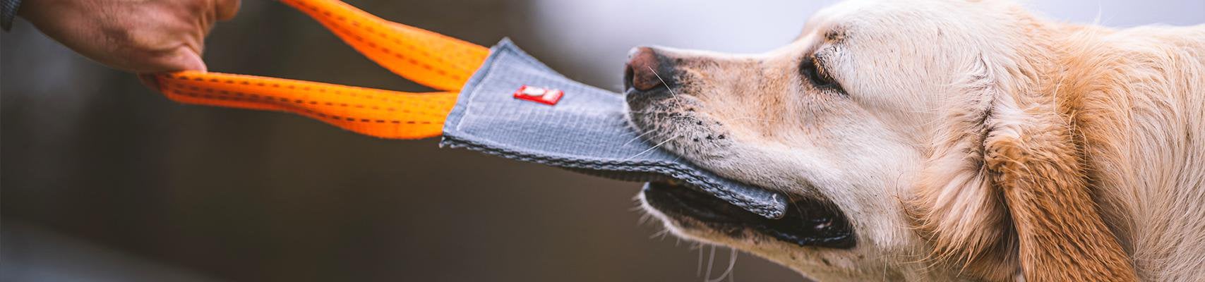 STËLZ banner design